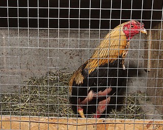 A rooster with shaved legs waits in a cage at a house after Police and Animal Charities Humane Agents served a search warrant at a house on the 2100 block of Ives St. in Youngstown on Thursday, Dec. 10, 2016...(Nikos Frazier | The Vindicator)..