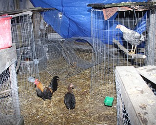 Roosters roam around an enclosure after Police and Animal Charities Humane Agents served a search warrant at a house on the 1400 block of Forestview Dr. in Youngstown on Wednesday, Dec. 21, 2016...(Nikos Frazier | The Vindicator)..
