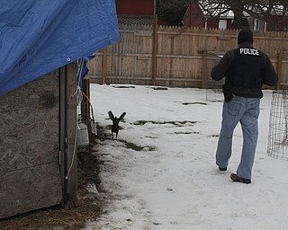 Roosters roam around after Police and Animal Charities Humane Agents served a search warrant at a house on the 1400 block of Forestview Dr. in Youngstown on Wednesday, Dec. 21, 2016...(Nikos Frazier | The Vindicator)..