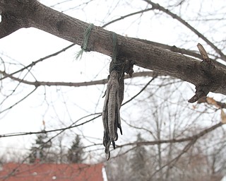 Feet hang from a tree branch in the backyard after Police and Animal Charities Humane Agents served a search warrant at a house on the 1400 block of Forestview Dr. in Youngstown on Wednesday, Dec. 21, 2016...(Nikos Frazier | The Vindicator)..