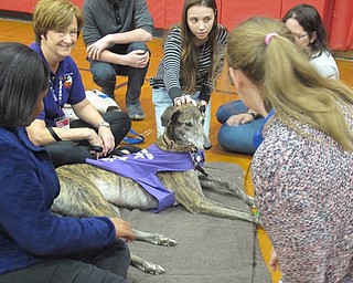 Neighbors | Alexis Bartolomucci.Students at Austintown Fitch High School sat around Sparky, a therapy dog and retired racing Greyhound, on Dec. 2.