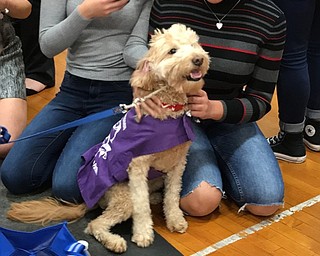Neighbors | Alexis Bartolomucci.Students at Austintown Fitch High School pet therapy dog Reese on Dec. 2 during a student service project event.