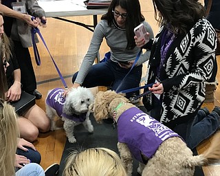 Neighbors | Alexis Bartolomucci.Meja and Reese, two K-9's for Compassion dogs, sniffed each other during the senior's service project on Dec. 2 at Austintown Fitch High School.s