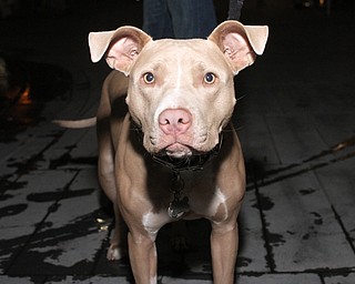 Nikos Frazier | The Vindicator..Isabella, 13 months, Pit Bull