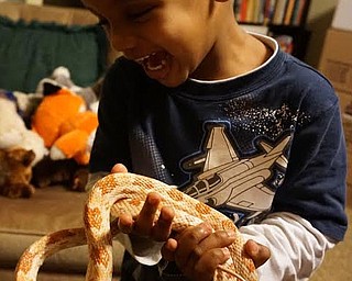 SPECIAL TO THE VINDICATOR: 
Leetonia Community Public Library hosted Wishes, a corn snake, on Jan. 17. Zane Liposky was one of the children permitted to hold Wishes.