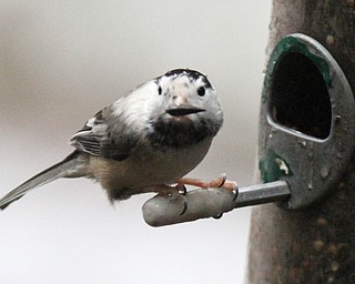 William D. Lewis The Vindicator A    feeds at Ford Nature Center in Mill Creek Park  Jan 31, 2017.