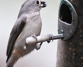 William D. Lewis The Vindicator A    tufted titmouse feeds at Ford Nature Center in Mill Creek Park  Jan 31, 2017.