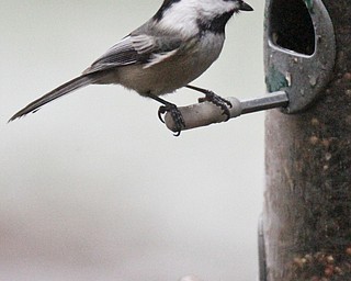 William D. Lewis The Vindicator A  Black Capped Chickadee feeds at Ford Nature Center in Mill Creek Park  Jan 31, 2017.