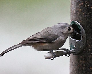 William D. Lewis The Vindicator A Tufted Titmouse   feeds at Ford Nature Center in Mill Creek Park  Jan 31, 2017.