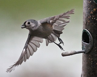 William D. Lewis The Vindicator A  tufted titmouse  feeds at Ford Nature Center in Mill Creek Park  Jan 31, 2017.