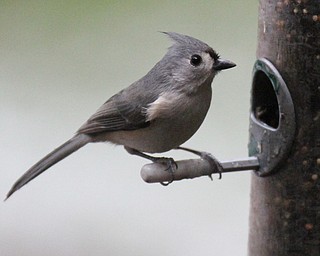 William D. Lewis The Vindicator A tufted titmouse feeds at Ford Nature Center in Mill Creek Park  Jan 31, 2017.