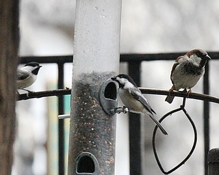 William D. Lewis The Vindicator Birds feed at Ford Nature Center in Mill Creek Park  Jan 31, 2017 near a paper cutout of Volney Rogers, MCP founder.
