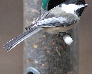 William D. Lewis The Vindicator A Black Capped Chickadee   feeds at Ford Nature Center in Mill Creek Park  Jan 31, 2017.