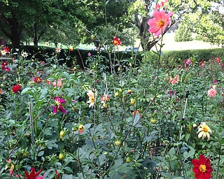 Jeanna Savastano submitted this photo of flowers taken at White House Fruit Farm. She said she loves spending time there, so she visited on her 50th birthday, Sept. 10, 2016.