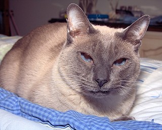 Debbie Chop says her cat, Felix, is the “purrrfect valentine.” Felix is very affectionate, gives kisses and loves to have his back scratched, Debbie says.