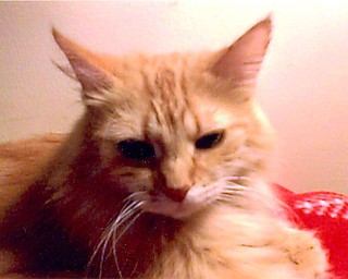 Monica Markotan of Youngstown sent in this photo of her “fuzzy kid.” Monica says, “I love my precious Tammy Sue so much; she brings much joy in my life.” Tammy Sue greets her owner at the door after a long night at work for Monica.