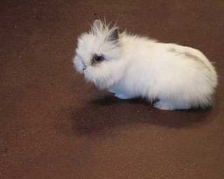 Neighbors | Alexis Bartolomucci.Olaf, a lionhead rabbit, hopped around as the children watched him during the Tales for Tots program on Feb. 10.