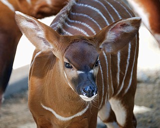 A rare baby bongo has made its debut at the Los Angeles Zoo.