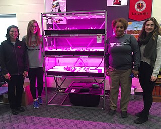 SPECIAL TO THE VINDICATOR
A hydroponic learning lab has been added to the Youngstown State University After School Program for elementary and middle school students in Campbell Local Schools. The hydroponics lab was developed by Lettuce Do Good to grow plants using water and red and blue LED lights. Amy Klingensmith, YSU site coordinator, attended a training session for managing and maintaining the lab at the Youngstown Business Incubator. She teaches students how to plant seeds, regulate pH levels and nutrients, the importance of lights and how to harvest the plants. Students are growing kale, lettuce, radishes, basil and chard. The first harvest is expected in six to eight weeks. The YSU After School Program has 40 first through fifth-grade students, five Campbell teachers and three YSU student activity leaders. Above, from left, are Klingensmith, Ella Polen, Deborah Fralin and Ariana Pasqual. Fourth- and fifth-grade students, below, are Jordan Gore, Diamond Sims, Joanys Bazquez, Natalie Cruz and Teyon Harris. 