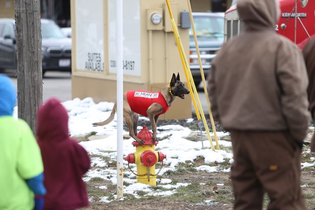 A dog from Sit Means Sit stands on a fire hydrant during the Mahoning Valley St. Patrick's Day Parade on Market Street in Boardman, Sunday, March 12, 2017. ..(Nikos Frazier | The Vindicator)..