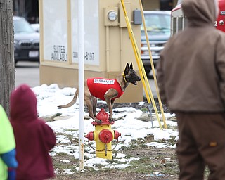 A dog from Sit Means Sit stands on a fire hydrant during the Mahoning Valley St. Patrick's Day Parade on Market Street in Boardman, Sunday, March 12, 2017. ..(Nikos Frazier | The Vindicator)..