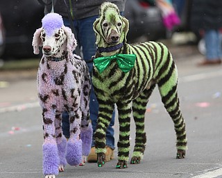 Dude(right) painted as a green zebra and Inanna painted as a purple leopard during the Mahoning Valley St. Patrick's Day Parade on Market Street in Boardman, Sunday, March 12, 2017. ..(Nikos Frazier | The Vindicator)..