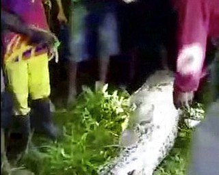 In this Tuesday, March 28, 2017 image made from video provided by West Sulawesi Police, villagers watch a dead python's carcass after being sliced open in Mamuju, West Sulawesi province, Indonesia. A 25-year-old Indonesian man was swallowed whole by the python on the island of Sulawesi, villagers and news reports said. Villagers sliced open the python's carcass to reveal the legs and torso of the dead victim. (West Sulawesi Police via AP)