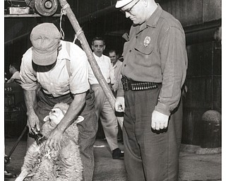 Sheep shearing at the 1957 Canfield Fair.