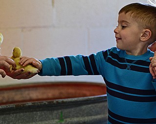 CANFIELD, OHIO - Dominic Rura 4, of Cornersburg smiles while petting a baby duck during the Farm Animal Baby Shower at the Mill Creek MetroParks Farm. DAVID DERMER | THE VINDICATOR