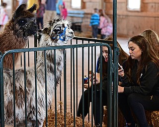 CANFIELD, OHIO - APRIL 9, 2017: Julia Steiner of Austintown, right, and Gabby Carcelli of Austintown, left, text on their phone while a pair of llamas look around int their pen during the Farm Animal Baby Shower at the Mill Creek MetroParks Farm. DAVID DERMER | THE VINDICATOR