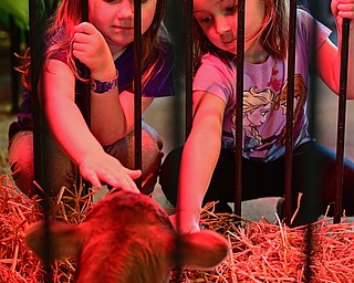 CANFIELD, OHIO - APRIL 9, 2017: Cousins, Ava Christen,4, and Bentley Christen, 4, of Wellsville pet a three day old baby calf in its pen during the Farm Animal Baby Shower at the Mill Creek MetroParks Farm. DAVID DERMER | THE VINDICATOR