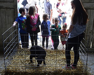 CANFIELD, OHIO - Kids and parents alike watch as a baby goat plays in its pen during the Farm Animal Baby Shower at the Mill Creek MetroParks Farm. DAVID DERMER | THE VINDICATOR