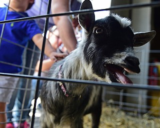 CANFIELD, OHIO - APRIL 9, 2017: Baby goat "Oreo" lets out a bleat while being pet by some of the patrons of the during the Farm Animal Baby Shower at the Mill Creek MetroParks Farm. DAVID DERMER | THE VINDICATOR