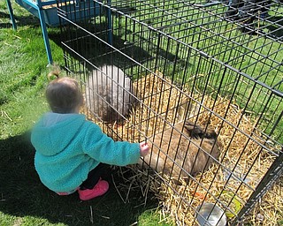 Neighbors | Alexis Bartolomucci.Rosalyn looked at the rabbits that were at the Cornersburg Dairy Queen Easter Event on April 8.