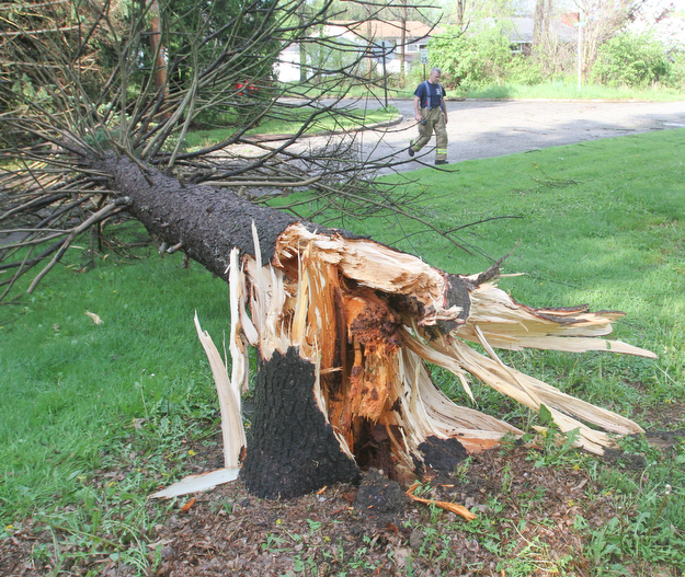 william d Lewis the vindicator A fast movinf storm packing strong winds and heavy rain felled trees and power lines in Boardman Sunday April 30, 1017. This tree fell across Moyer in Boardman.