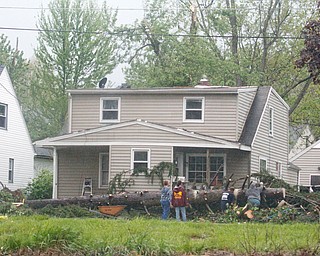        ROBERT K. YOSAY  | THE VINDICATO..An early afternoon storm -  yesterday left this tree...giant pine...  on Southern Blvd.