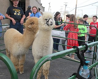 Neighbors | Alexis Bartolomucci.Cor and Joyce Kester brought alpacas from their farm in Pulaski, Pa. for guests to pet and visit with during the Fiesta de las Americas at Ursuline High School on April 26.