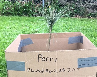 Neighbors | Submitted.Robinwood Lane Elementary student Alaura Malich planted the tree she got from the Boardman Lions on April 28 and named it Perry.