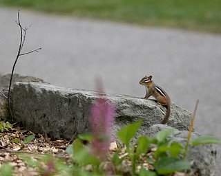 CHIPMONK on hole 13 during the third and final round of the AJGA Mill Creek Foundation Junior All-Star, Tuesday, June 2017, 2017 at Mill Creek Golf Course. ..(Nikos Frazier | The Vindicator)..