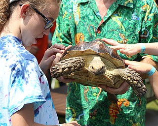 Anna Wolfe(12) of Charolotte, N.C. looks at a tortoise from Amazon Eric's reptile show during the 11th annual Celebrate Poland weekend at Village Hall, Saturday, July 1, 2017 in Poland...(Nikos Frazier | The Vindicator)