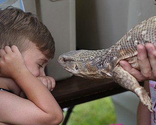 Colton Bond(3) of Poland shrugs away from the tongue of a savanna monitor from Amazon Eric's reptile show during the 11th annual Celebrate Poland weekend at Village Hall, Saturday, July 1, 2017 in Poland...(Nikos Frazier | The Vindicator)