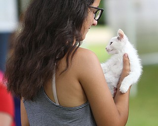 Nicole Detoro(13) of Poland holds a kitten from Animal Charities during the 11th annual Celebrate Poland weekend at Village Hall, Saturday, July 1, 2017 in Poland...(Nikos Frazier | The Vindicator)