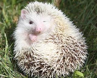 A hedgehog from Amazon Eric's Reptile show during the 11th annual Celebrate Poland weekend at Village Hall, Saturday, July 1, 2017 in Poland...(Nikos Frazier | The Vindicator)