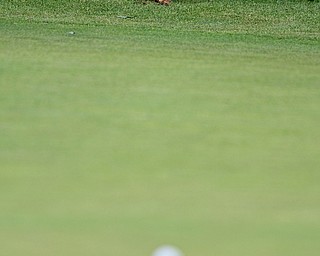 SALEM, OHIO - JULY 6, 2017: A squirrel eats an acorn while sitting on the 14th green during the Vindy Greatest Golfer qualifying round at Salem Hills Golf Course, Thursday afternoon. DAVID DERMER | THE VINDICATOR