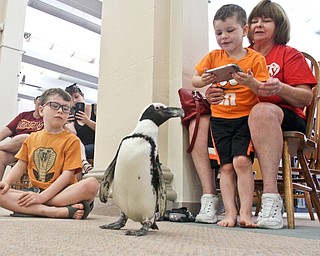 William D Lewis The Vindicator  Greenbean an African Penquin during a visit to the Youngstown Public Library 7-21-17. Watching are Rita Schulte and her grandsons Easton Blosser, 6, left, and Camden blosser, 4. She is from Hubbard, the boys are from Boardman.