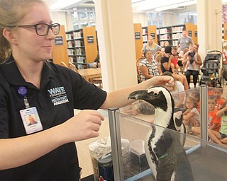 William D Lewis The Vindicator  Greenbean an African Penquin during a visit to the Youngstown Public Library 7-21-17. At left is devin Magner from The Wave Foundation at the Newport Aquarium who brought the penquin to the liabrary.