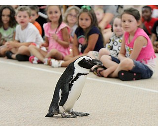 William D Lewis The Vindicator  Greenbean an African Penquin during a visit to the Youngstown Public Library 7-21-17.