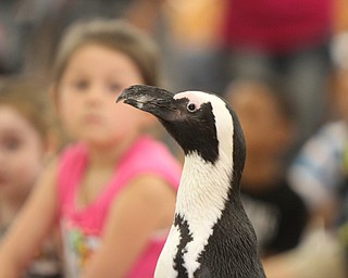 William D Lewis The Vindicator  Greenbean an African Penquin during a visit to the Youngstown Public Library 7-21-17.