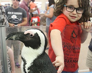 William D Lewis The Vindicator  Greenbean an African Penquin gets petted by Jack Antos, 4, during a visit to the Youngstown Public Library 7-21-17. Jack was attending the event with his mother Brena(correct) Antos of Girard.