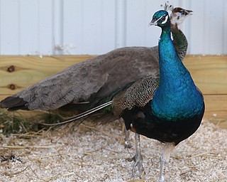 Peacocks during the unveiling of a new bee apiary and peacock aviary at The Purple Cat Farm, Thursday, July 27, 2017 in Coitsville...(Nikos Frazier | The Vindicator)